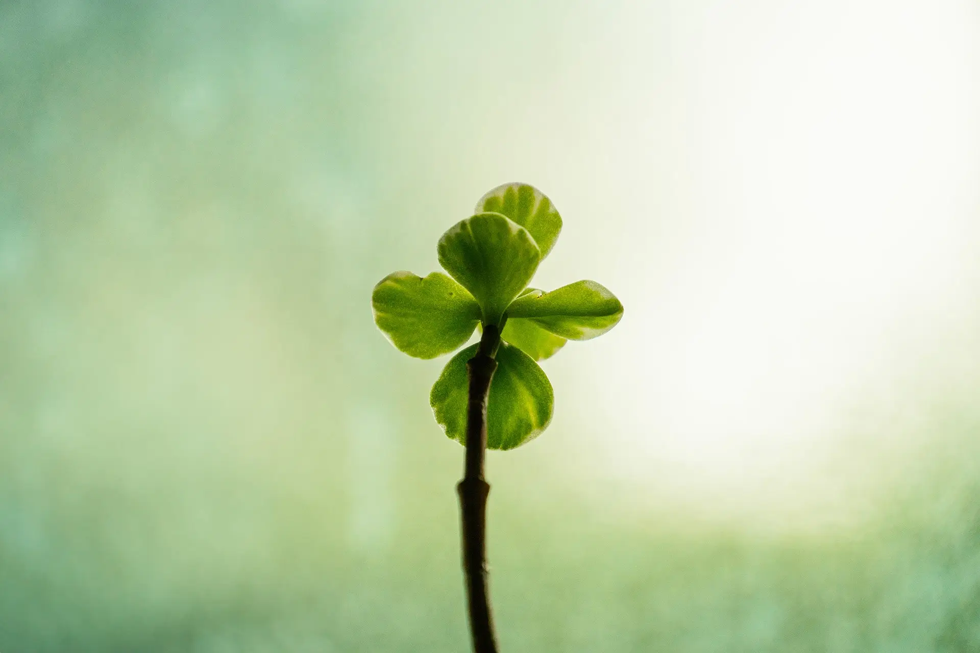 crassula-project