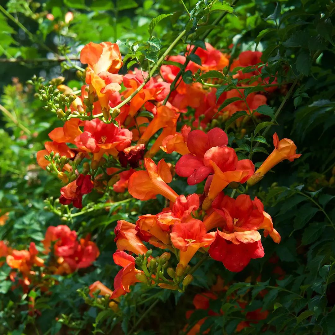 Image 18